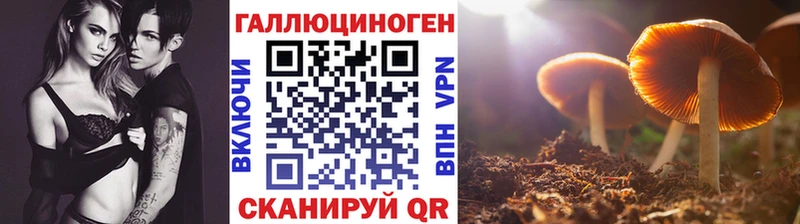 Псилоцибиновые грибы Cubensis  Кингисепп 